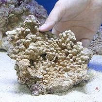 みや ライブロック 6kg 楽天市場】（海水魚）Bグレードライブロック S−Mサイズ